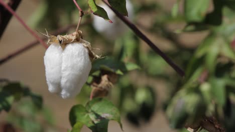 Cotton-grows-in-the-fields-of-Central-America-Guatemala