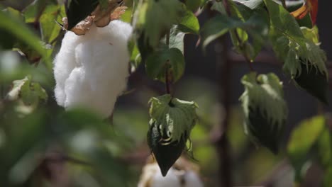 Cotton-grows-in-the-fields-of-Central-America-Guatemala-1