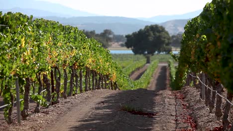 Beauty-shot-of-a-row-of-manicured-grape-vines-in-the-Santa-Ynez-Valley-AVA-of-California