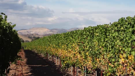 Beauty-shot-of-a-row-of-manicured-grape-vines-in-the-Santa-Ynez-Valley-AVA-of-California-1