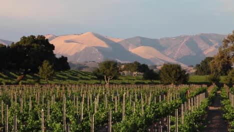 Magic-hour-light-on-a-beautiful-hill-and-vineyard-in-the-Santa-Ynez-Valley-AVA-of-CaliforniaÍs