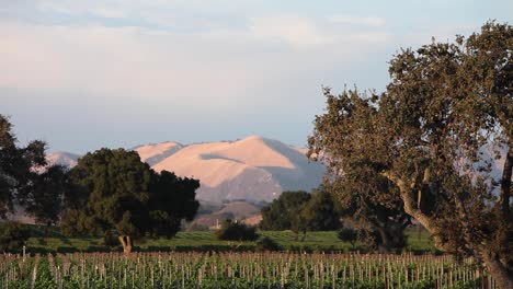 Magic-hour-light-on-a-beautiful-hill-and-vineyard-in-the-Santa-Ynez-Valley-AVA-of-CaliforniaÍs-1