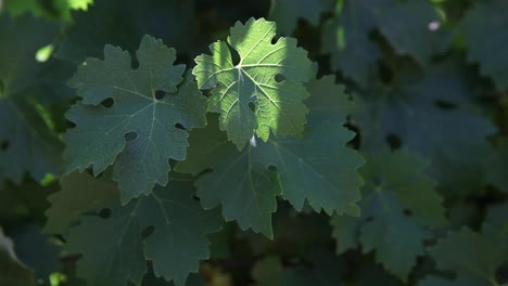 Medium-shot-of-healthy-green-leaves-young-cabernet-sauvignon-grape-clusters