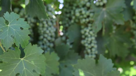 Tight-shot-of-healthy-green-leaves-young-cabernet-sauvignon-grape-clusters