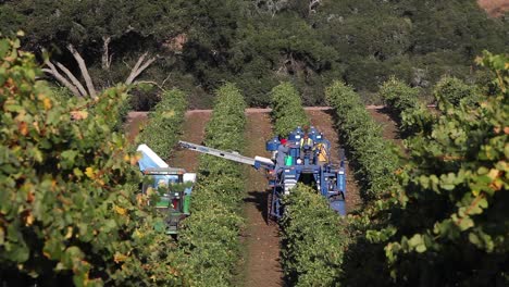 Long-shot-of-machine-picking-during-harvest-in-a-Santa-Ynez-Valley-AVA-vineyard-of-California-1