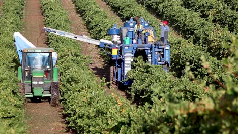 Long-shot-of-machine-picking-during-harvest-in-a-Santa-Ynez-Valley-AVA-vineyard-of-California-3