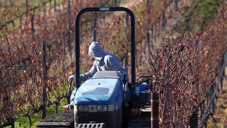An-agricultural-worker-drives-a-tractor-and-discs-a-California-vineyard