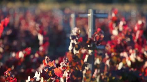 Selective-focus-shot-of-colorful-red-leaves-in-a-California-vineyard-1
