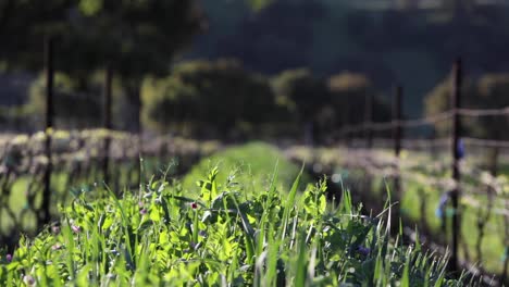 A-green-cover-crop-grows-between-rows-in-a-California-vineyard-1