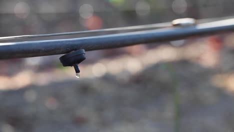 Tight-shot-of-a-vineyard-drip-irrigation-system-highlights-agricultural-water-usage-issues-1
