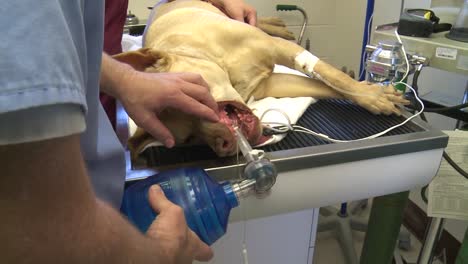A-Dog-Undergoes-Surgery-At-A-Veterinarians-Office