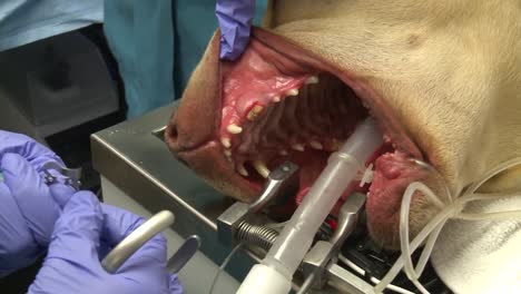 Ein-Hund-Wird-Wegen-Eines-Abgebrochenen-Zahns-In-Einer-Tierarztpraxis-Operiert