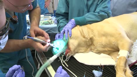 Ein-Hund-Wird-Wegen-Eines-Abgebrochenen-Zahns-In-Der-Praxis-Eines-Tierarztes-Operiert