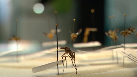 Ein-Mediziner-In-Einem-Labor-Untersucht-Malaria-6