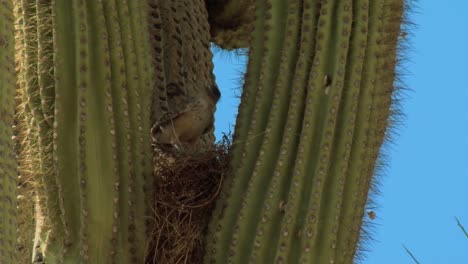 Bird-And-Cactus-Life-In-Saguaro-National-Park-In-Arizona