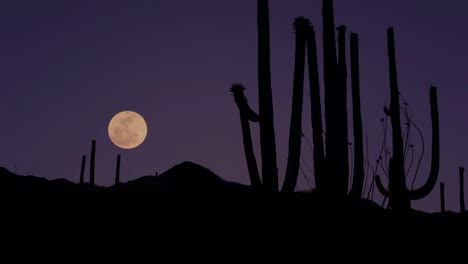 Creatures-Of-The-Night-Come-Out-In-The-Desert-Saguaro-National-Park-Arizona