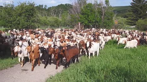 Cientos-De-Cabras-Abarrotan-Una-Zona-Rural