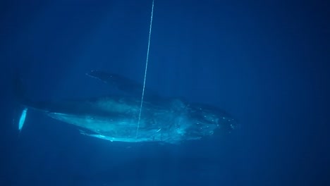 A-Humpback-Whale-Is-Cut-Free-From-Marine-Debris
