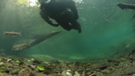 Researchers-Swim-With-Trout-And-Salmon-In-Various-Streams-And-Rivers