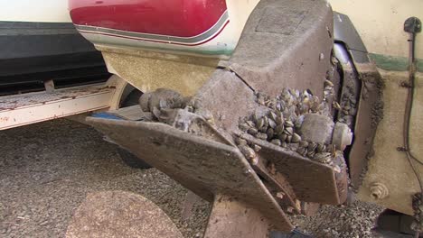 Zebra-Mussels-Are-A-Very-Big-Problem-For-Boaters-In-Lakes-Across-America