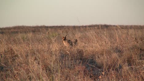 Raw-Footage-Of-The-Prairie-Chicken-In-The-Wilds-Of-Texas
