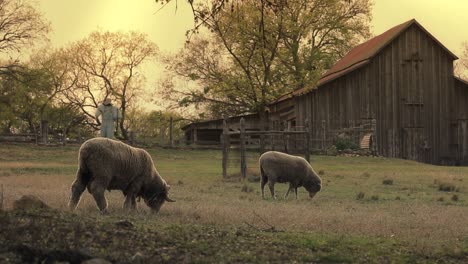 Las-Ovejas-Pastan-Cerca-De-Un-Establo-En-Una-Zona-Rural