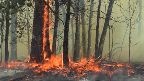 A-Wind-Whipped-Wildfire-Blows-Across-A-Field-And-In-A-Forest-1