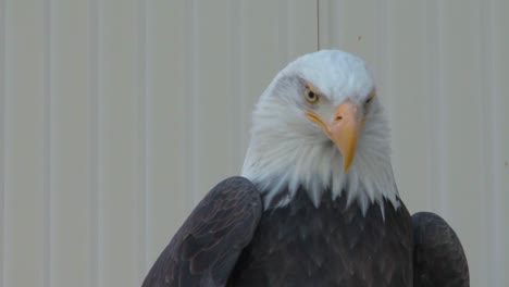 Amerikanische-Weißkopfseeadler-Werden-In-Gefangenschaft-Aufgezogen