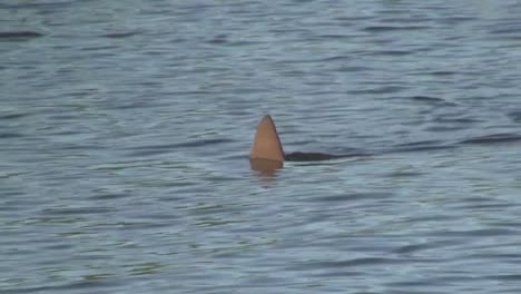 Point-Of-View-Of-A-Shark-Fin-Moving-Along-The-Surface-Of-A-Water