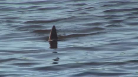 Point-Of-View-Of-A-Shark-Fin-Moving-Along-The-Surface-Of-A-Water-1