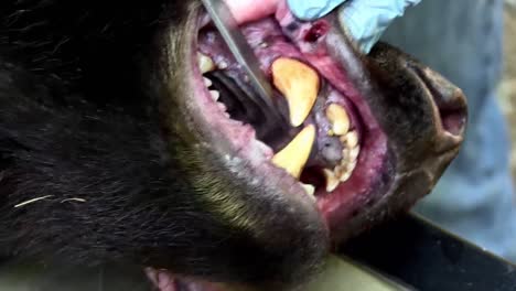 A-Sedated-Bear-Prepares-To-Have-A-Tooth-Removed