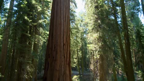 Tilt-Down-From-The-Sky-And-Sunshine-To-A-Giant-Sequoia-Redwood-Tree