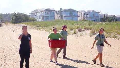 Sea-Turtles-Are-Released-Into-The-Ocean