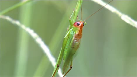 Closeups-Show-A-Grasshopper-And-Beetle-Traversing-The-Wild