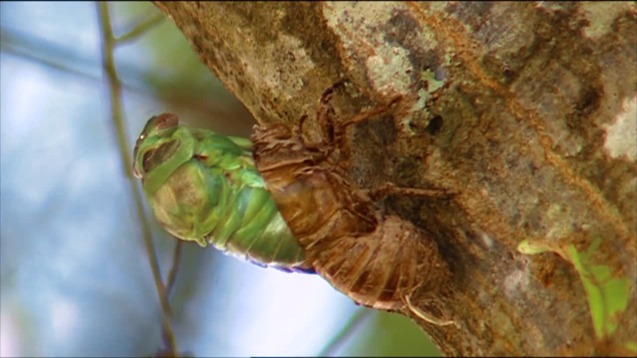 Descarga Gratis Vídeos De Stock De Los Primeros Planos Muestran Insectos  Apareándose En Un árbol. Descarga Clips De Naturaleza