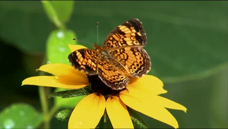 Nahaufnahmen-Zeigen-Schmetterlinge,-Die-Blumen-Bestäuben