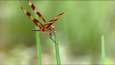 Closeups-Show-Dragonflies-And-Grasshoppers-Eating-Plants-And-A-Spider-Eating-A-Bug