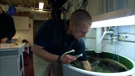 Endangered-Pinto-Abalone-Are-Reintroduced-To-The-Ocean-From-The-Noaa-Mukilteo-Research-Station-In-Puget-Sound-Washington