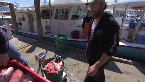 Commerical-Fishermen-Haul-In-A-Catch-Of-Northern-Red-Snapper-Onto-A-Fishing-Boat