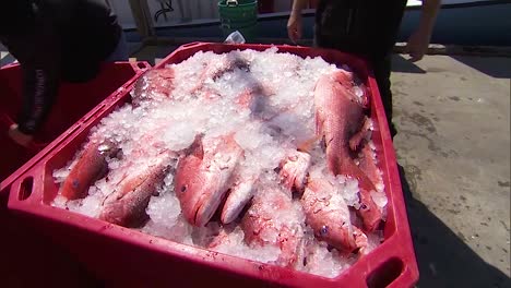 Commerical-Fishermen-Haul-In-A-Catch-Of-Northern-Red-Snapper-Onto-A-Fishing-Boat-1