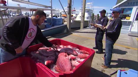 Commerical-Fishermen-Haul-In-A-Catch-Of-Northern-Red-Snapper-Onto-A-Fishing-Boat-2
