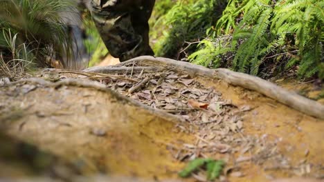 Us-Marines-And-Us-Navy-Sailors-With-3Rd-Marine-Logistics-Group-Participate-In-Jungle-Warfare-And-Survival-Training-In-Okinawa-Japan-1