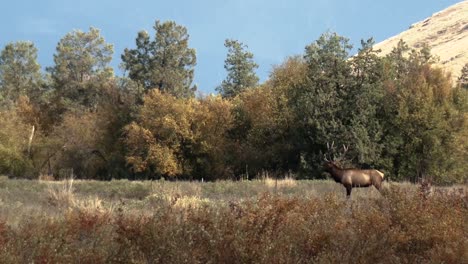 Male-And-Female-Elk-Enter-A-Field