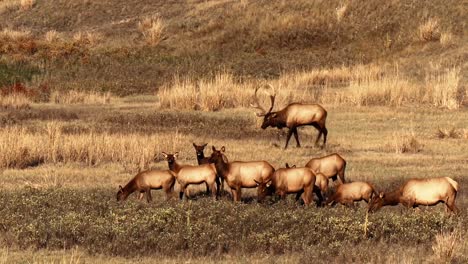 Elk-Graze-And-Rest-In-A-Field