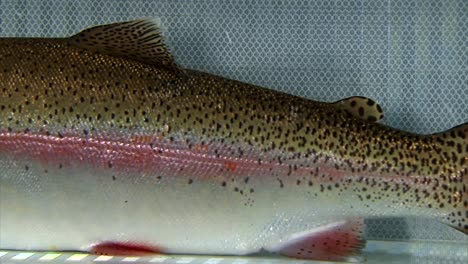 Extreme-Closeups-Of-A-Cutthroat-Trout-At-The-Bozeman-Fish-Technology-Center-Show-Its-Scales-And-Fins