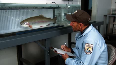 Ein-Wissenschaftler-Der-Usfws-Beobachtet-Eine-Halsabschneiderforelle-Im-Bozeman-Fish-Technology-Center