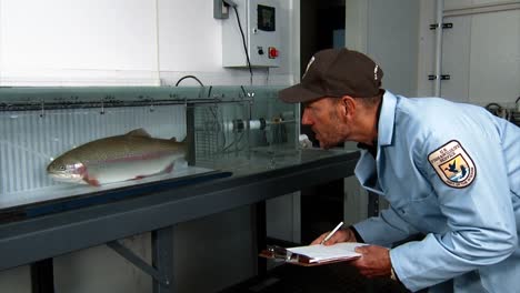 A-Usfws-Scientist-Takes-Careful-Notes-As-He-Closely-Observes-A-Cutthroat-Trout-At-The-Bozeman-Fish-Technology-Center