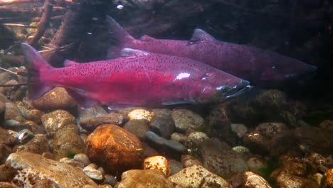 Large-Red-Fish-Fight-A-Strong-Current-In-Alaska