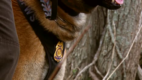 A-K9-Dog-Is-Trained-Outdoors-At-The-Silvio-O-Conte-National-Wildlife-Refuge-In-Vermont