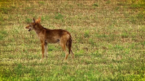 A-Yelping-Coyote-Is-Shown-In-A-Field-In-North-America